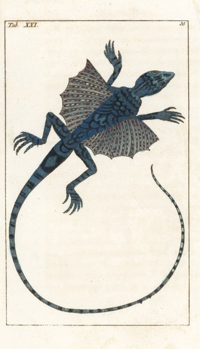Aziatische Vliegende Hagedis - Sterk Water door Gottlieb Tobias Wilhelm (1758-1811), uit Encyclopedie of Natural History: Amphibians door Unbekannter Künstler