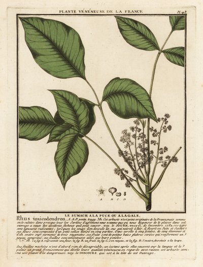 Atlantische gifsumak, Toxicodendron pubescens door Unbekannter Künstler