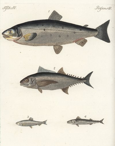 Atlantische zalm, Salmo salar 1, tonijn, Thunnus soorten 2, Atlantische haring, Clupea harengus 3, en Atlantische makreel, Scomber scombrus 4. Handgekleurde kopergravure uit Friedrich Johann Bertuch
