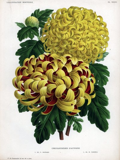 Herfstchrysanten hybriden: M. C. Orchard heeft grote gele bloem en karmozijnrood en M. H.Cannell heeft grote gele bloem door Unbekannter Künstler