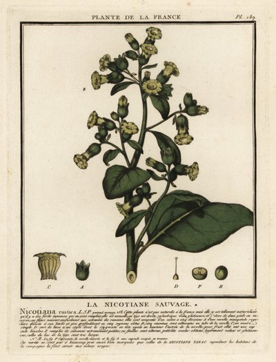 Azteekse tabak, Nicotiana rustica door Unbekannter Künstler