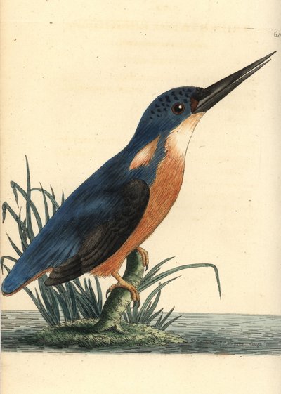 Azuren ijsvogel, Ceyx azureus. Illustratie getekend en gegraveerd door Richard Polydore Nodder. Handgekleurde kopergravure uit George Shaw en Frederick Nodder