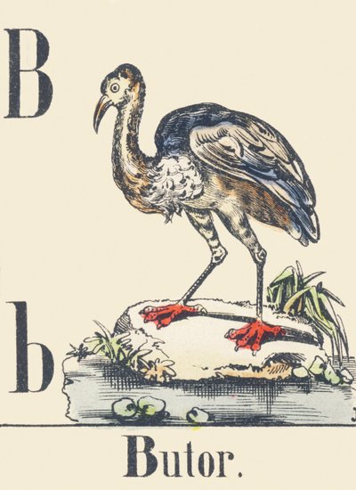 B: Roerdomp, c1880-1900 door Unbekannter Künstler