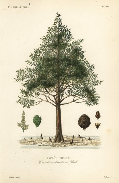 Moerascipres of moerascipresboom, Taxodium distichum door Unbekannt
