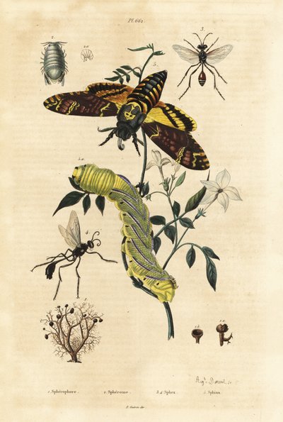 Bolmos, Sphaerophorus globulus 1, Dynamene kreeftachtige 2, graafwespen, Sphex soort 3,4, en Afrikaanse doodshoofdvlinder, Acherontia atropos, en rups 5 door Unbekannt