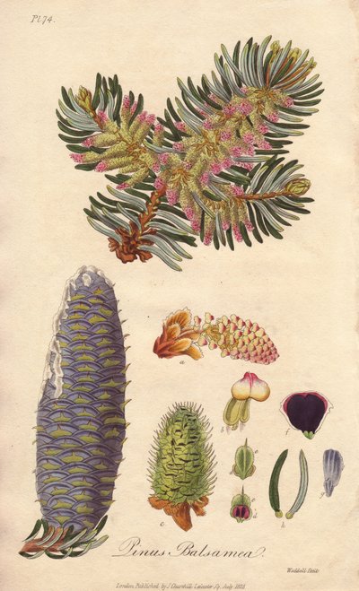 Balsemspar (Abies balsamea) - Sterk water door William Clarke ter illustratie van 