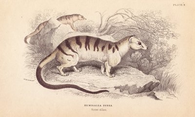 Gestreepte palm civet kat, bedreigd. Handgekleurde staalgravure door Lizars naar een illustratie van Charles Hamilton Smith uit William Jardine