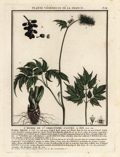 Christoffelkruid, Actaea spicata door Unbekannter Künstler