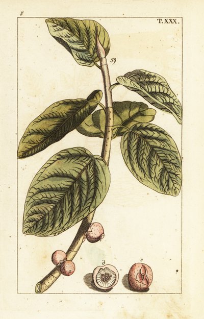 Banyan vijgtak met vrucht, Ficus benghalensis door Unbekannter Künstler