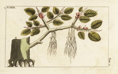 Banyan vijgenboom met luchtwortels, Ficus benghalensis door Unbekannter Künstler