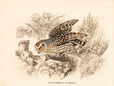 Naaktpootuil, Margarobyas lawrencii (Naaktvoetnachtuil, Scotophilus nudipes). Handgekleurde staalgravure uit Georg Friedrich Treitschke