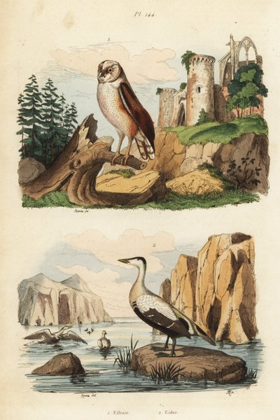 Kerkuil, Tyto alba, en eidereend, Somateria mollissima door Unbekannt