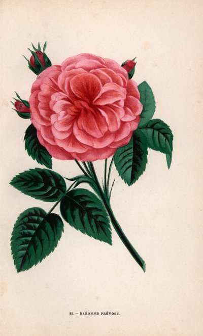 Barones Prevost roos, hybride gekweekt door Monsieur Desprez in Yebles bij Melun in 1843 - Les Roses, Parijs door Unbekannter Künstler