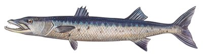 Barracuda - Grote barracuda (Sphyraena barracuda) door Unbekannter Künstler