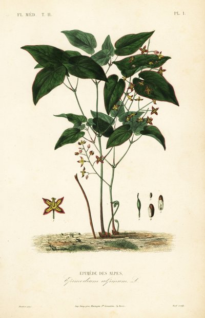 Elfenbloem of bisschopshoed, Epimedium alpinum, Epimede des alpes door Unbekannt