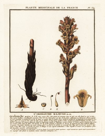 Kleverige Bremraap; Orobanche caryophyllacea door Unbekannter Künstler