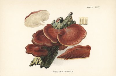 Biefstukzwam, Fistulina hepatica door Unbekannter Künstler