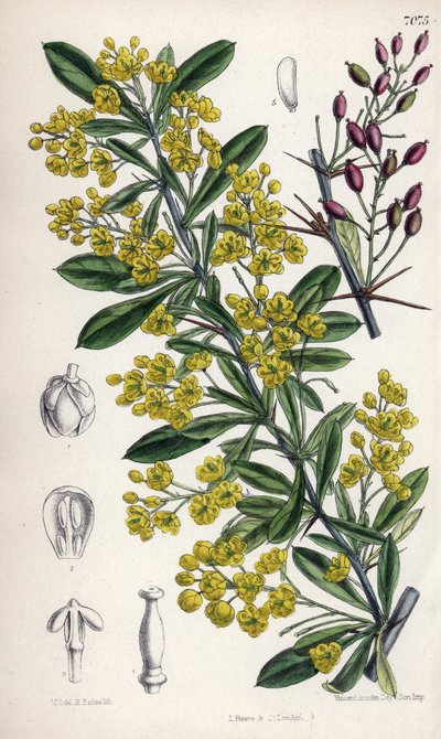 Berberis lycium, berberisstruik met gele bloemen uit de westelijke Himalaya. Tekening door Matilda Smith (1854-1926), Lithografie door E. Bates in Curtis Botanical Magazine, door Joseph Dalton Hooker, gepubliceerd in Londen, Engeland, door L. Reeve en Co door Unbekannter Künstler