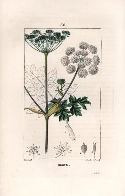 Berce ou charavie - Gravure door Lambert fils, naar een tekening van Pierre Jean Francois Turpin, uit La flore medicale, de Chaumeton, Poiret et Chamberet, Parijs 1830 - Gewone berenklauw, Heracleum sphondylium door Unbekannter Künstler
