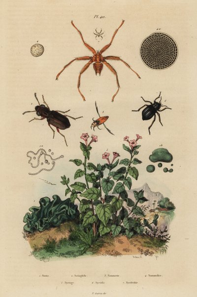Grootogige kever, Notiophilus biguttatus, rugzwemmer, Nononecta soorten, nummuliet fossiel, zwartkever, Nyctelia soorten, vleermuisvlieg, Nycteribia soorten door Unbekannt
