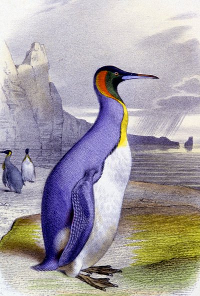 Grote pinguïn door Unbekannter Künstler