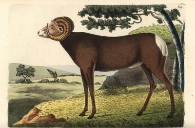 Bighorn schaap of Canadees schaap, Ovis canadensis door Unbekannter Künstler