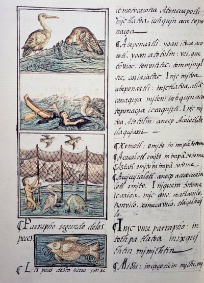 Vogeljacht op het meer, pagina uit de Florentijnse Codex, tweetalige versie in Spaans en Nahuatl, Algemene Geschiedenis van de Dingen van Nieuw-Spanje, door de Spaanse missionaris Fray Bernardino de Sahagun (1499-1590). Azteekse beschaving door Benjamin Baud