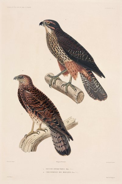 Roofvogels door Unbekannter Künstler