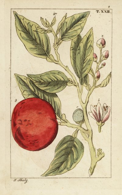 Bittere sinaasappel of Sevilla-sinaasappel, Citrus x aurantium door Unbekannter Künstler