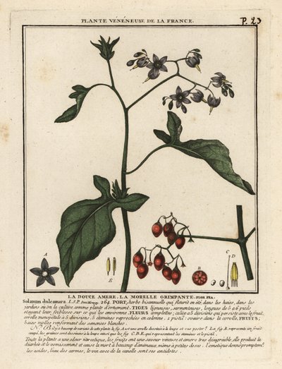 Bitterzoet, Solanum dulcamara door Unbekannter Künstler