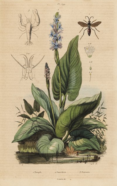 Zwartbandige spinnenwesp, Anoplius viaticus 1, snoekkruid, Pontederia cordata 2, en wachtergarnaal, Anchistus custos 3 door Unbekannt