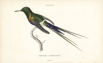 Zwartbuikdoornstaart, Discosura langsdorffi (Langsdorff