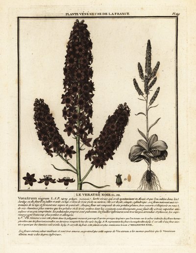 Zwarte nieskruid, Veratrum nigrum door Unbekannter Künstler