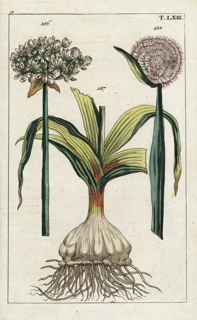 Zwarte knoflook (zwarte knoflook), Allium nigrum 186, en ui, Allium cepa, bol 187 en bloem 188. Handgekleurde kopergravure van een botanische illustratie uit G. T. Wilhelm