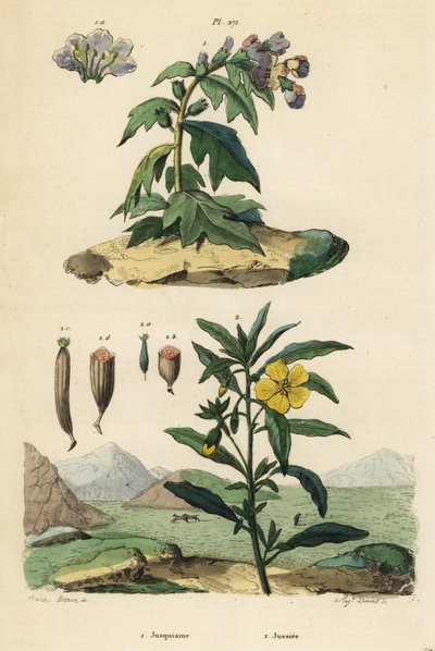 Zwarte bilzekruid, Hyoscyamus niger 1, en Peruaanse primula, Ludwigia peruviana 2 door Unbekannt