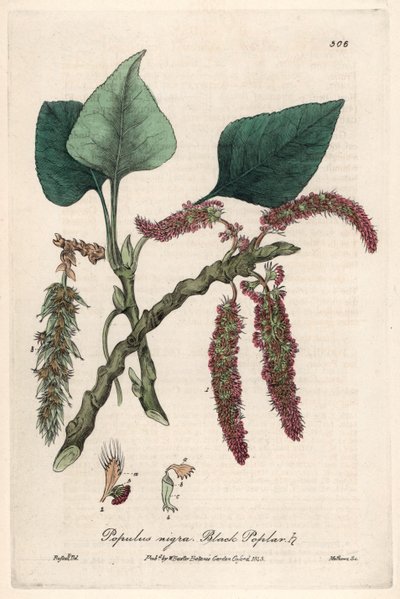 Zwarte of frank populier, liard of piboule (Populus nigra) - Botanische plaat door Isaac Russell, gegraveerd door Charles Matthews, uit English Botanical Phenomenes door William Baxter (1788-1871) door Unbekannter Künstler