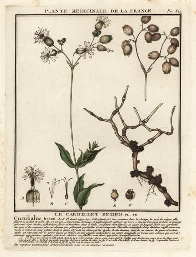 Blaasjeskruid, Silene vulgaris door Unbekannter Künstler