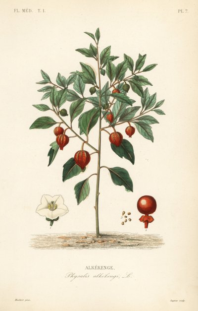 Lampionplant, Physalis alkekengi, Alkekenge door Unbekannt