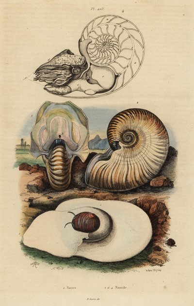 Blaasmosselslak, Neverita didyma, korstnautilus, Nonion umbilicatulum, en kamernautilus, Nautilus pompilius door Unbekannt