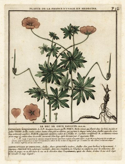 Bloedooievaarsbek, Geranium sanguineum door Unbekannter Künstler