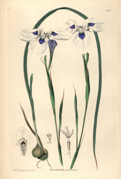 Blauwooguintjie of Blouooguintjie, Moraea aristata (Ocellate viesseuxia, Vieusseuxia glaucopis). Handgekleurde kopergravure getekend en gegraveerd door Frederick W. Smith uit John Lindley en Robert Sweet