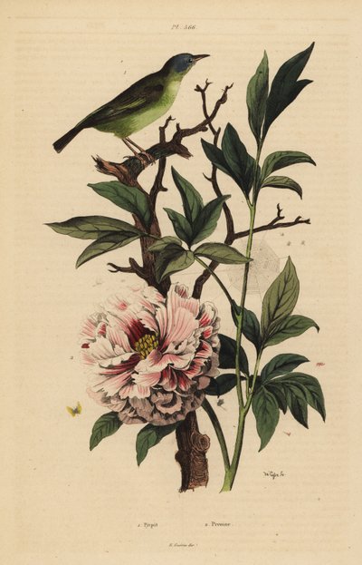 Blauwkopwaaierstaart, Rhipidura cyaniceps 1 en pioenroos, Paeonia suffruticosa 2 door Unbekannt
