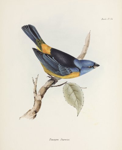 Blauwe en gele tangara, Zuid-Amerika, ca. 1832-1836 door Unbekannter Künstler