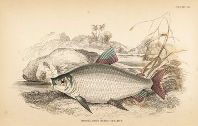 Bocachico of koulimata, Prochilodus rubrotaeniatus (Lichtroodgestreepte zalmkarper, Prochilodus rubro-taeniatus) - Robert Schomburg