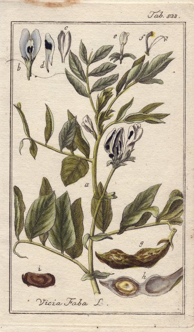 Botanisch: Bonenplant met bloemen, bladeren en bonen in peulen, Vicia faba. Handgekleurde kopergravure naar een tekening van B. Thanner uit Johannes Zorn