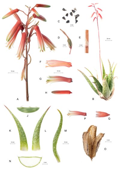 Botanische plaat/Aloë/Aloë door Unbekannt