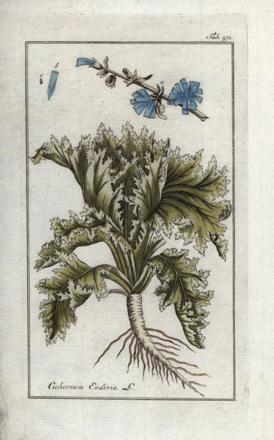 Botanisch: Andijvie, Cichorium endivia. Handgekleurde kopergravure uit Johannes Zorn