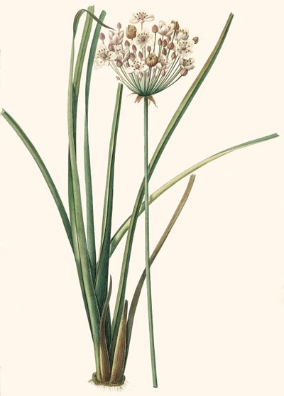 Botanische illustratie/Redouté/Butomus umbellatus/Parapluplant/Bloemenkrans door Unbekannt