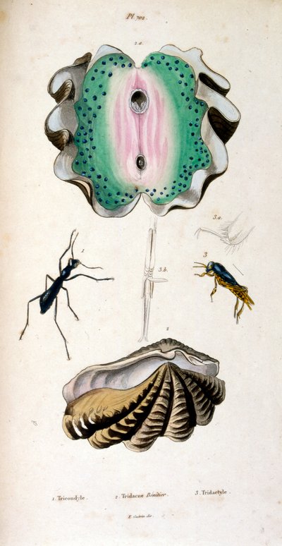 Botanische en zoölogische illustratie door F. E. Guérin door Unbekannter Künstler