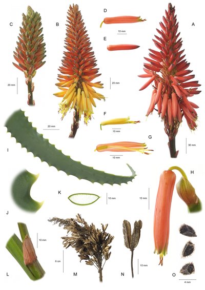 Botanische plaat Aloe arborescens door Unbekannt